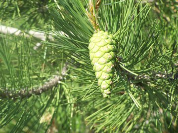Pinus nigra subsp laricio